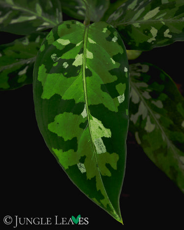 Aglaonema pictum 'Tricolor'