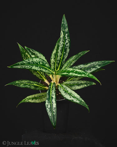 Aglaonema 'Matcha Lemon'
