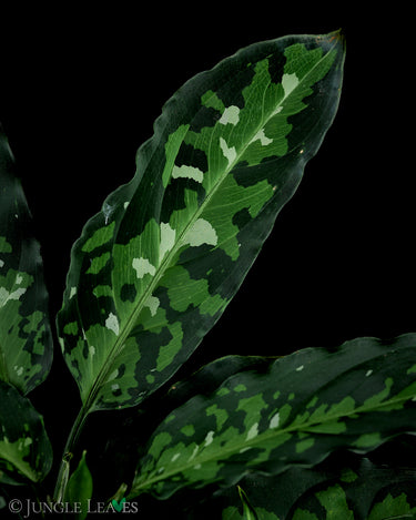 Aglaonema pictum 'Tricolor'
