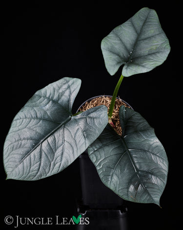 Alocasia 'Bisma'