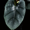 Alocasia 'Bisma'