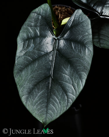 Alocasia 'Bisma'