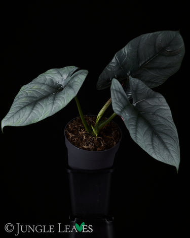 Alocasia 'Bisma'