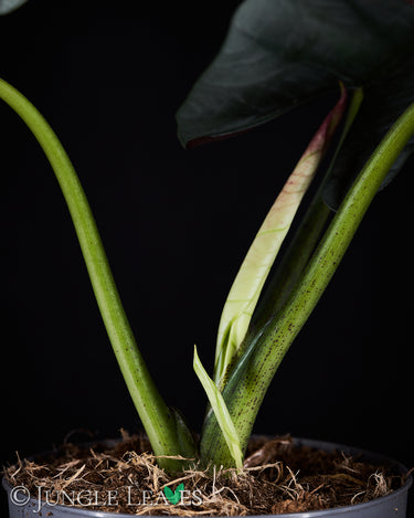 Alocasia 'Bisma'