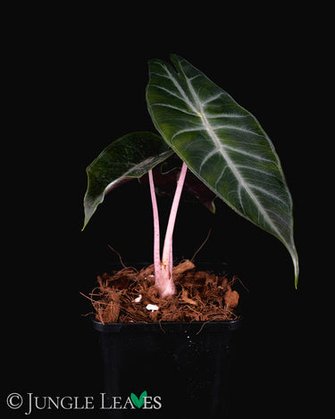 Alocasia 'Pink Dragon'