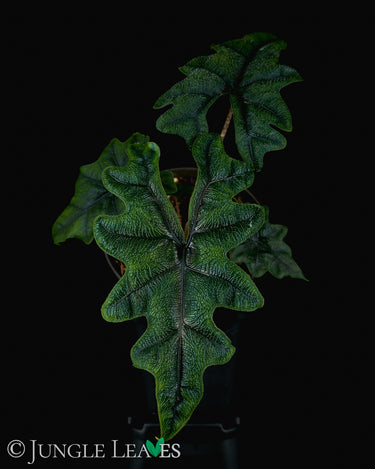 Alocasia tandurusa ("Jacklyn")