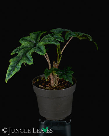 Alocasia 'Tandurusa' Jacklyn