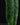 Alocasia 'Tandurusa' Jacklyn