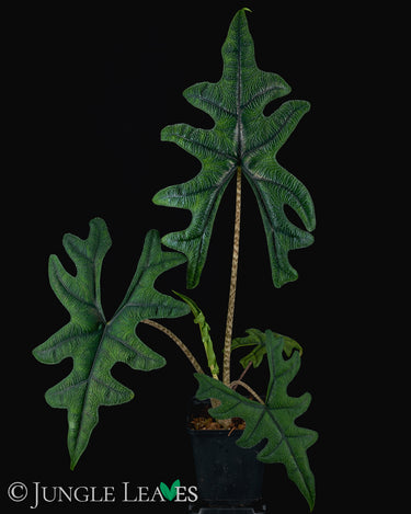 Alocasia 'Tandurusa' Jacklyn