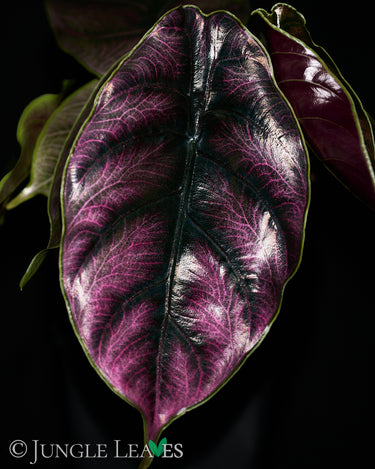 Alocasia azlanii