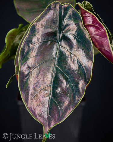 Alocasia azlanii