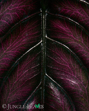 Alocasia azlanii