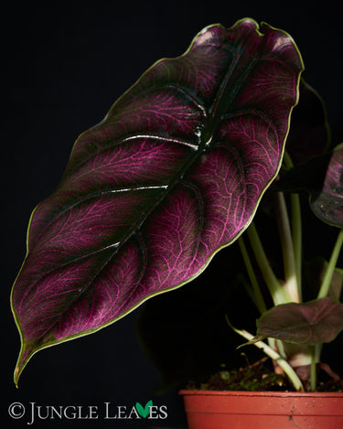 Alocasia azlanii