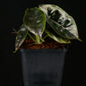 Alocasia azlanii baby plant