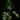 Alocasia brancifolia