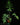 Alocasia brancifolia