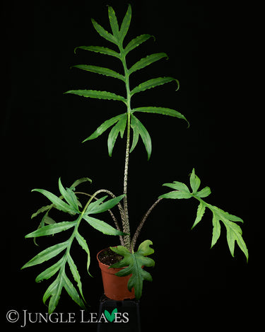 Alocasia brancifolia