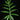 Alocasia brancifolia