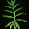 Alocasia brancifolia