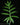 Alocasia brancifolia
