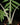 Alocasia brancifolia