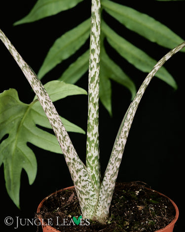 Alocasia brancifolia