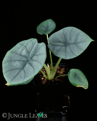 Alocasia chaii