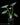 Alocasia chaii