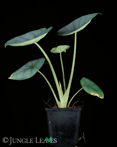 Alocasia chaii