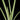 Alocasia chaii