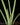 Alocasia chaii