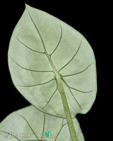 Alocasia chaii