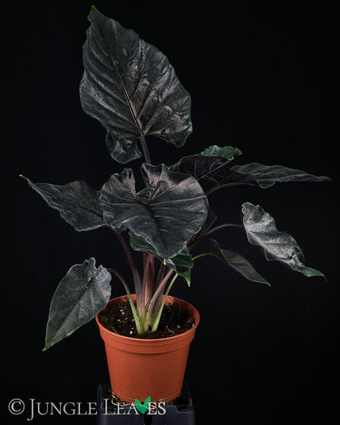 Alocasia chienlii 'Antoro Velvet'