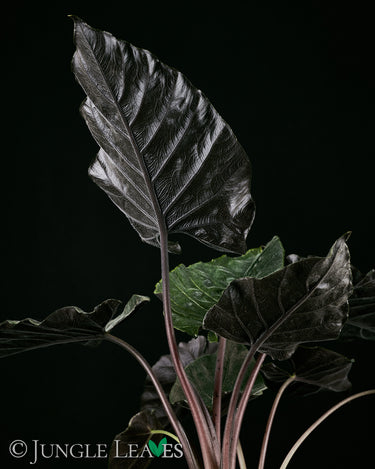 Alocasia chienlii 'Antoro Velvet' Blatt Unterseite