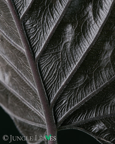 Alocasia chienlii 'Antoro Velvet' Blatt Unterseite