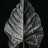 Alocasia chienlii 'Antoro Velvet' Blatt