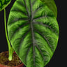 Alocasia clypeolata 'Green Shield'