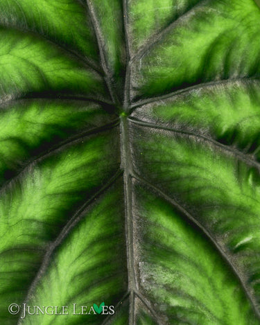 Alocasia clypeolata 'Green Shield'