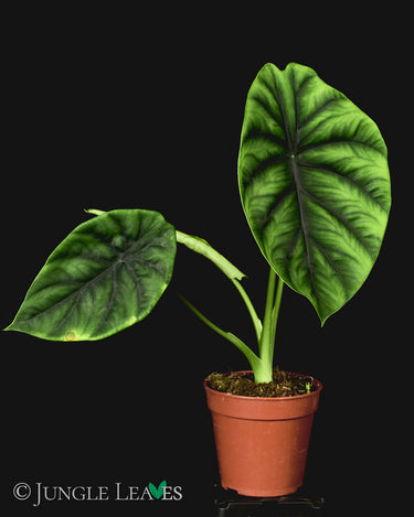 Alocasia clypeolata 'Green Shield'