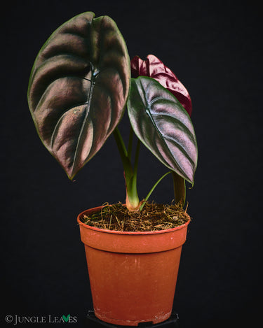 Alocasia cuprea