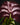Alocasia cuprea