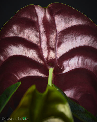 Alocasia cuprea
