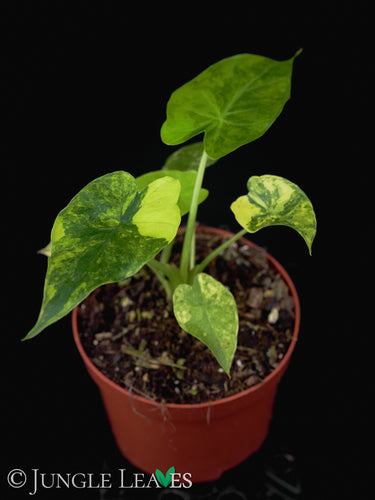 Alocasia gageana Aurea Variegata