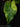 Alocasia gageana Aurea Variegata