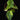 Alocasia gageana Aurea Variegata