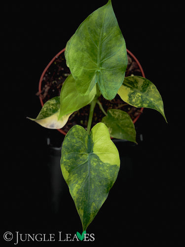 Alocasia gageana Aurea Variegata