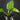 Alocasia gageana