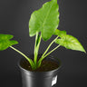 Alocasia gageana