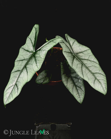 Alocasia heterophylla 'Silver'