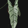 Alocasia heterophylla 'Silver'